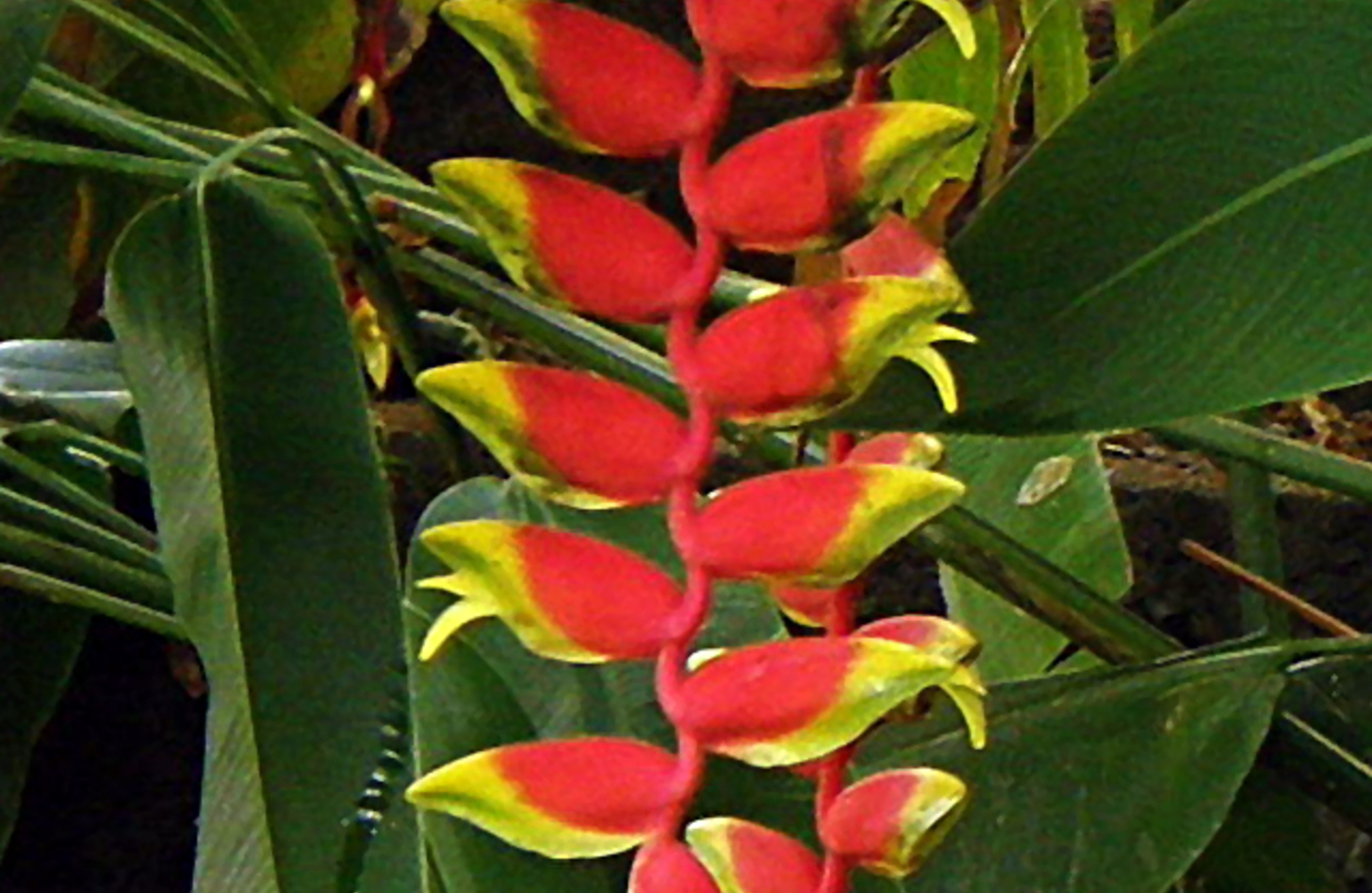 ヘリコニア 花