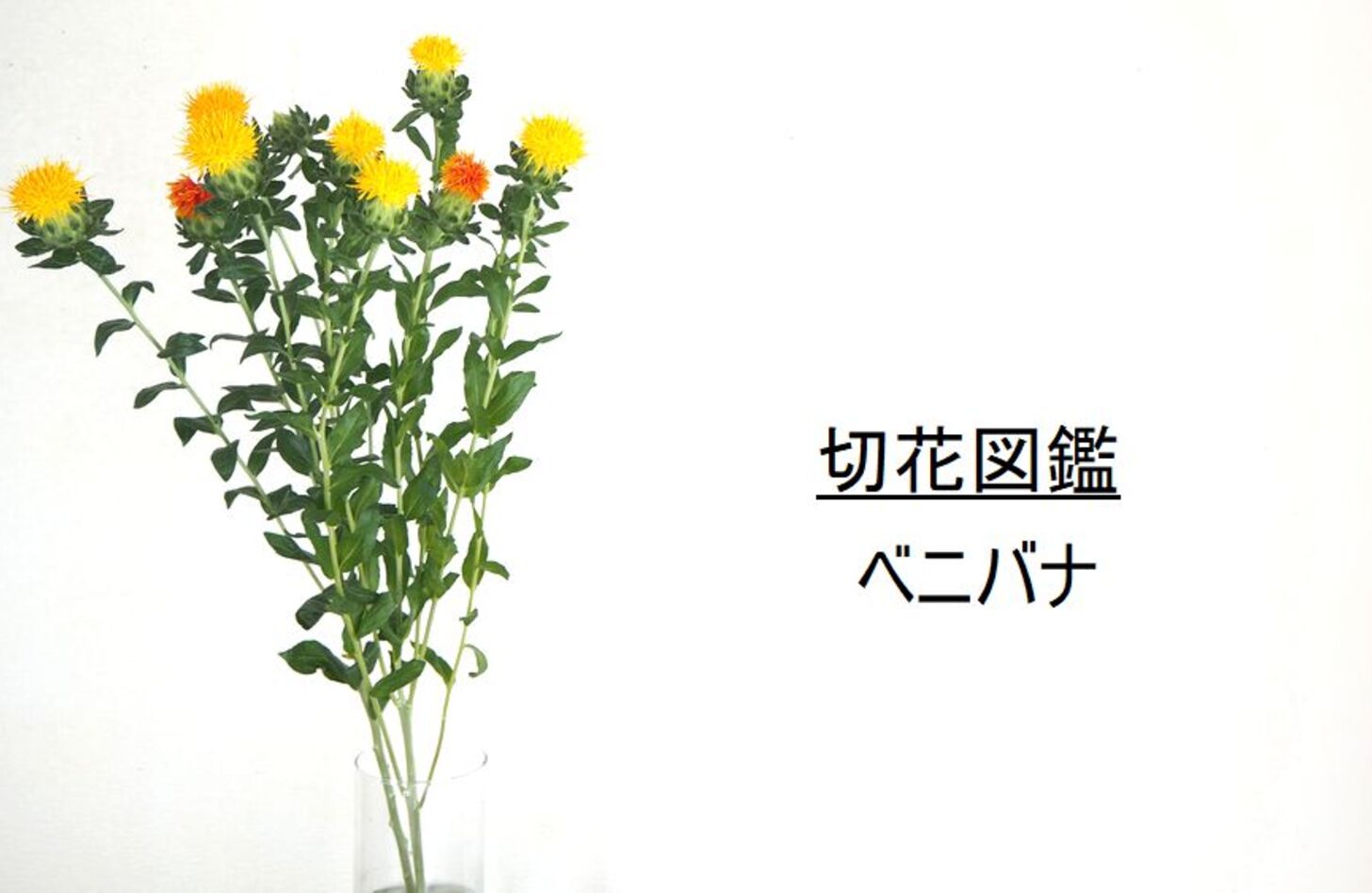 ベニバナ 花