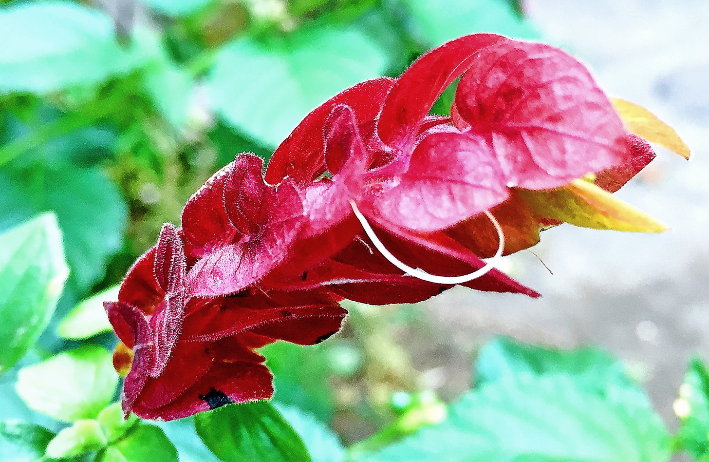 ベロペロネ 花