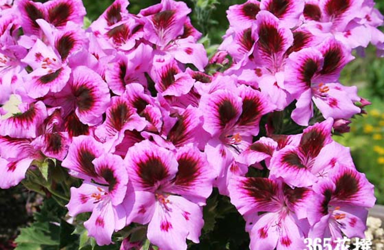 ペラルゴニウム 花
