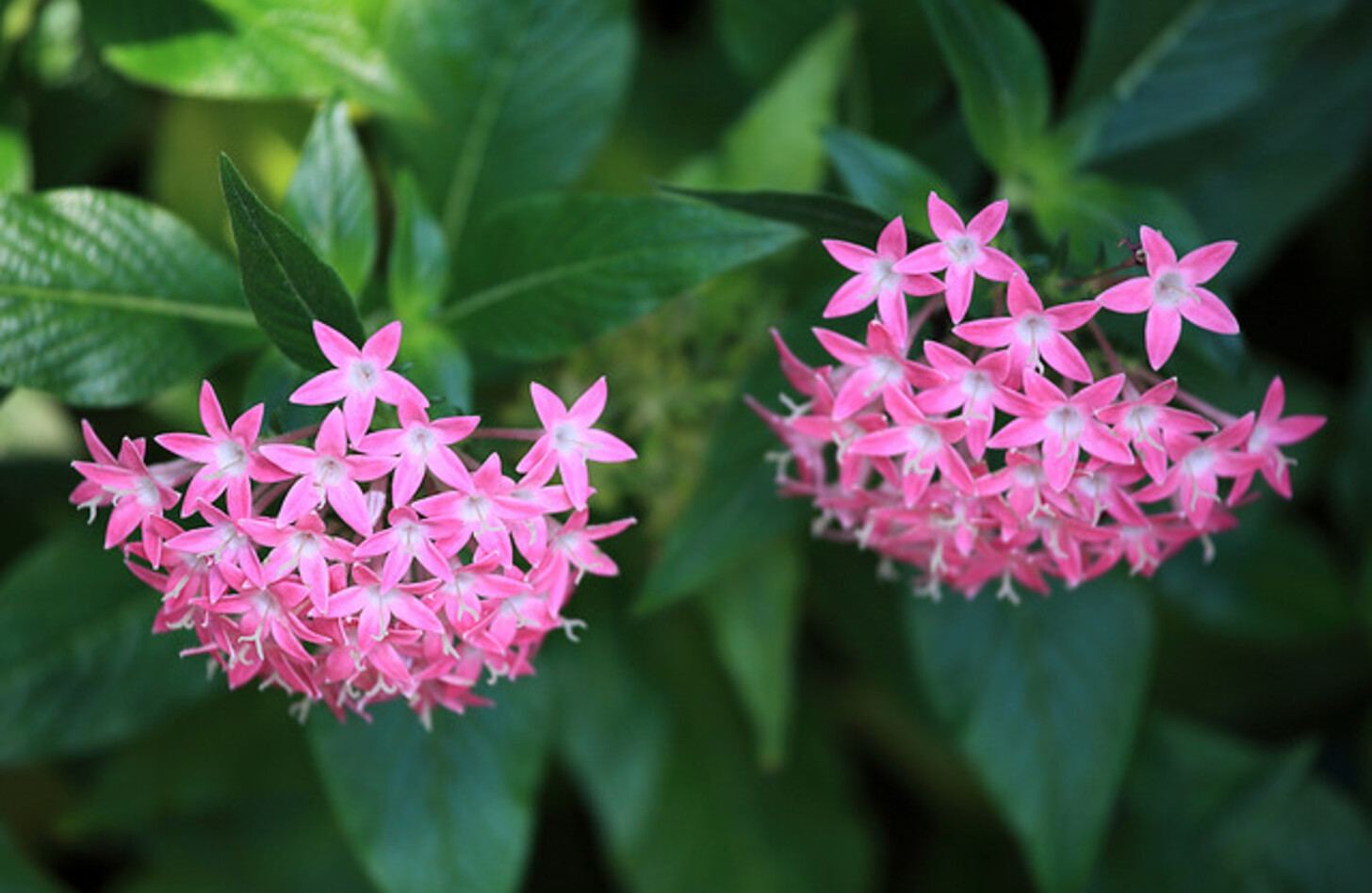 ペンタス 花