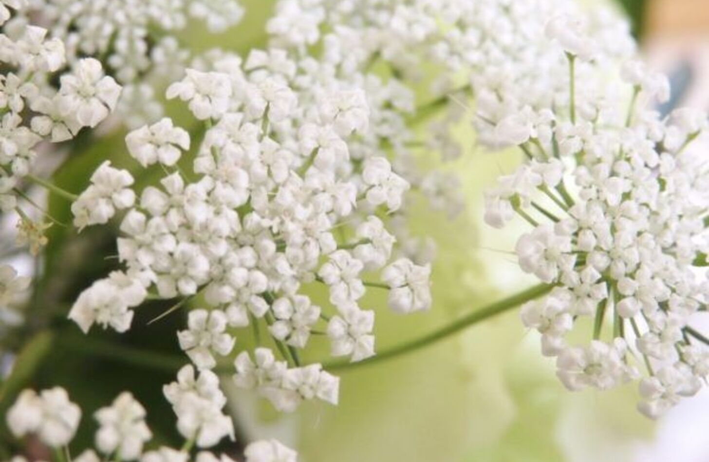 ホワイトレースフラワー 花