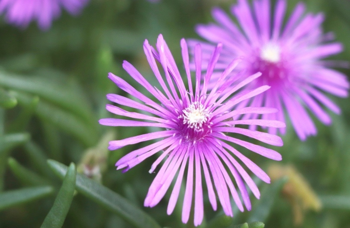 マツバギク 花