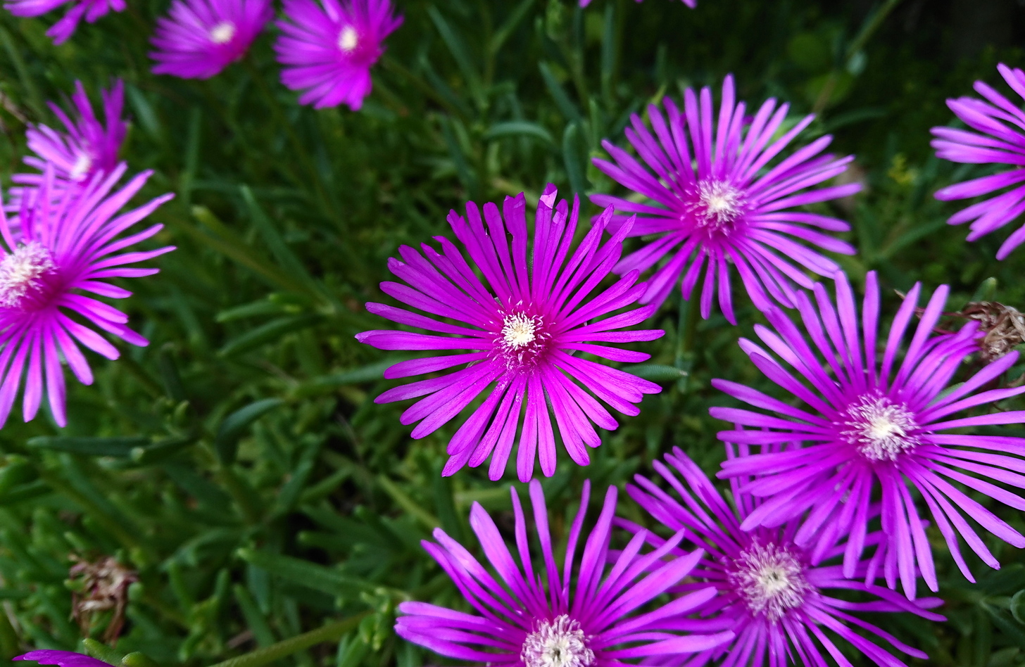 マツバギク 花