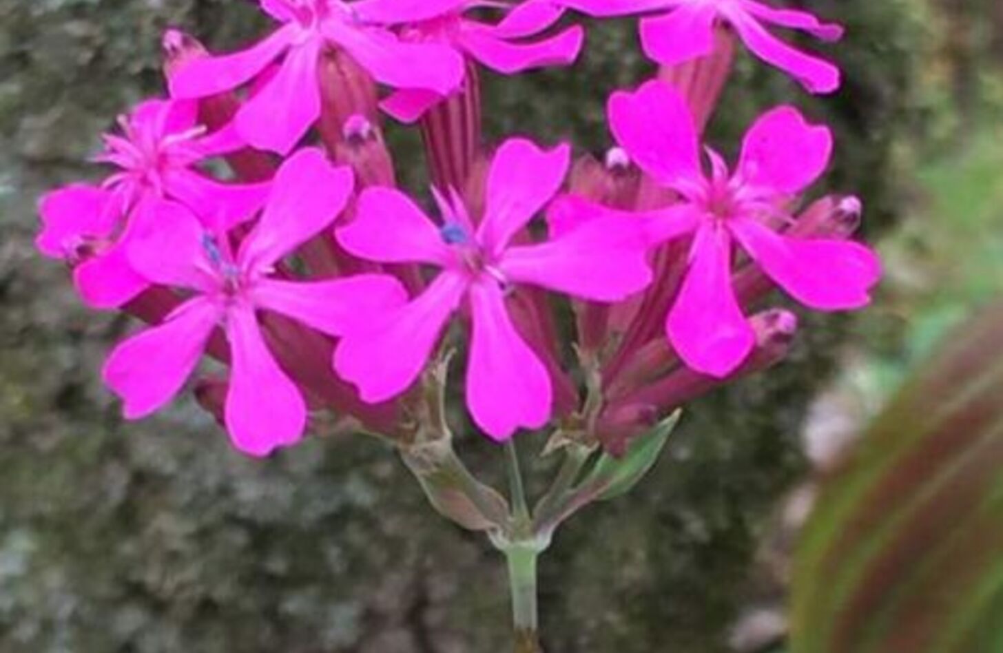 ムシトリナデシコ 花