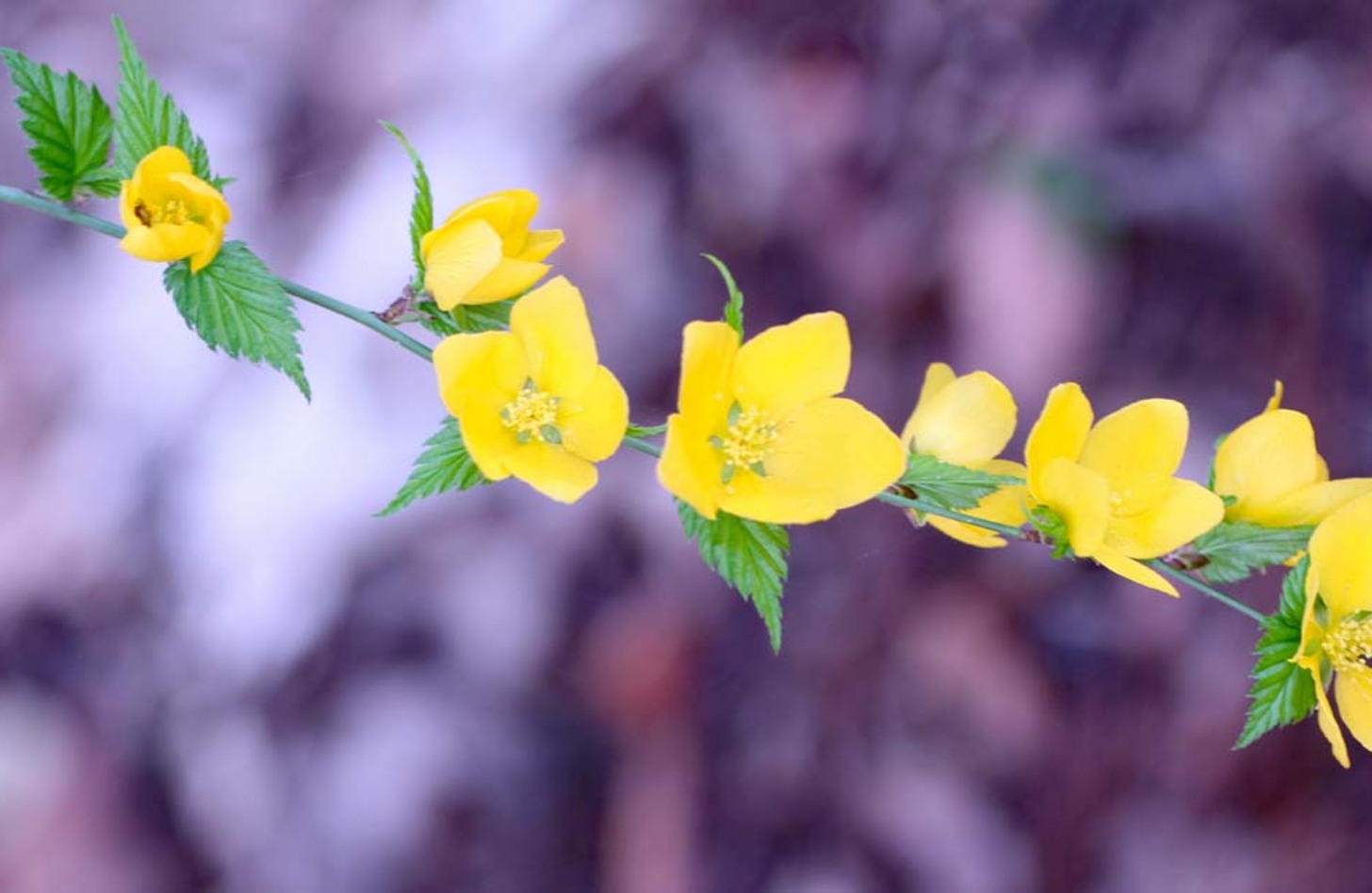 ヤマブキ 花