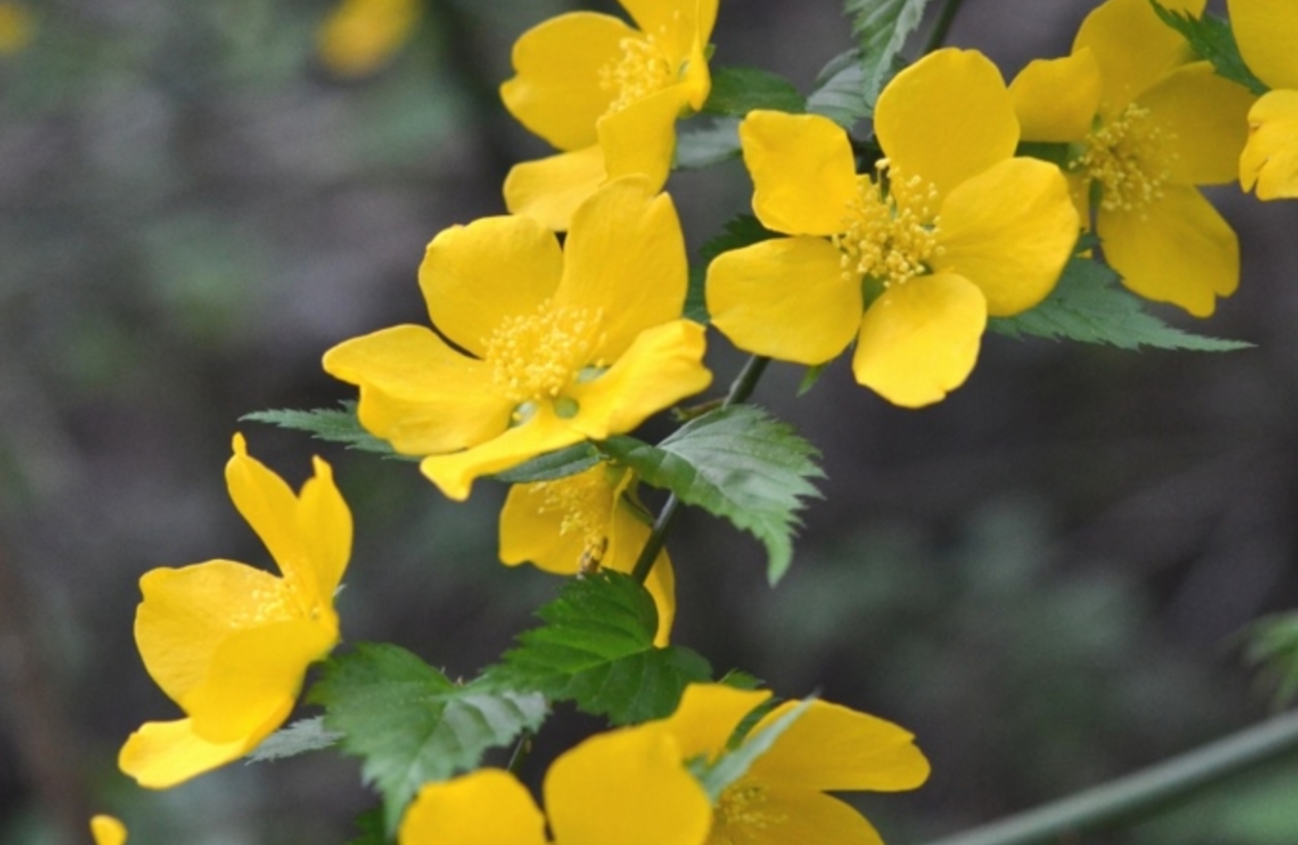 ヤマブキ 花