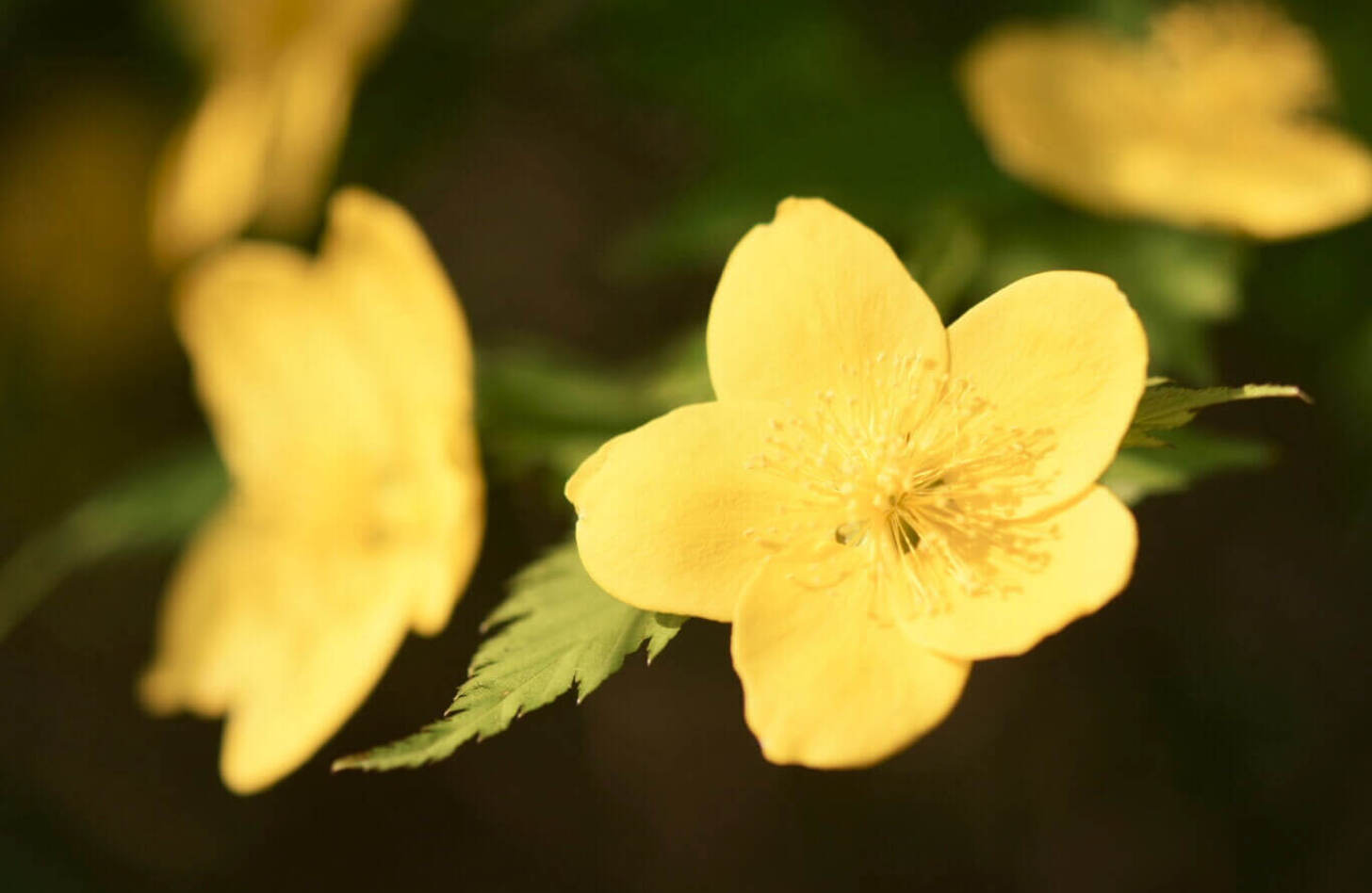 ヤマブキ 花