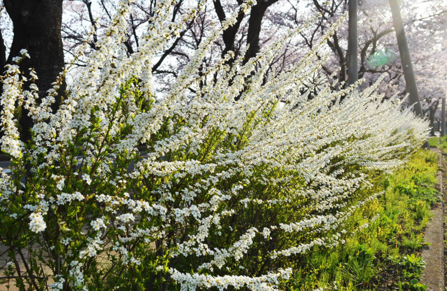 ユキヤナギ 花言葉