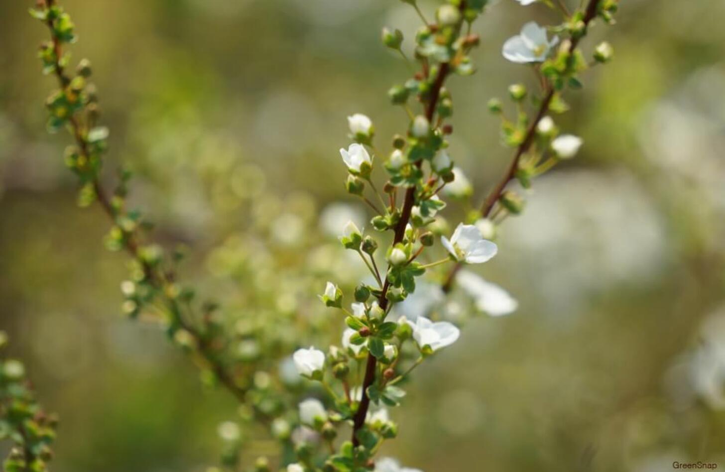 ユキヤナギ 花言葉