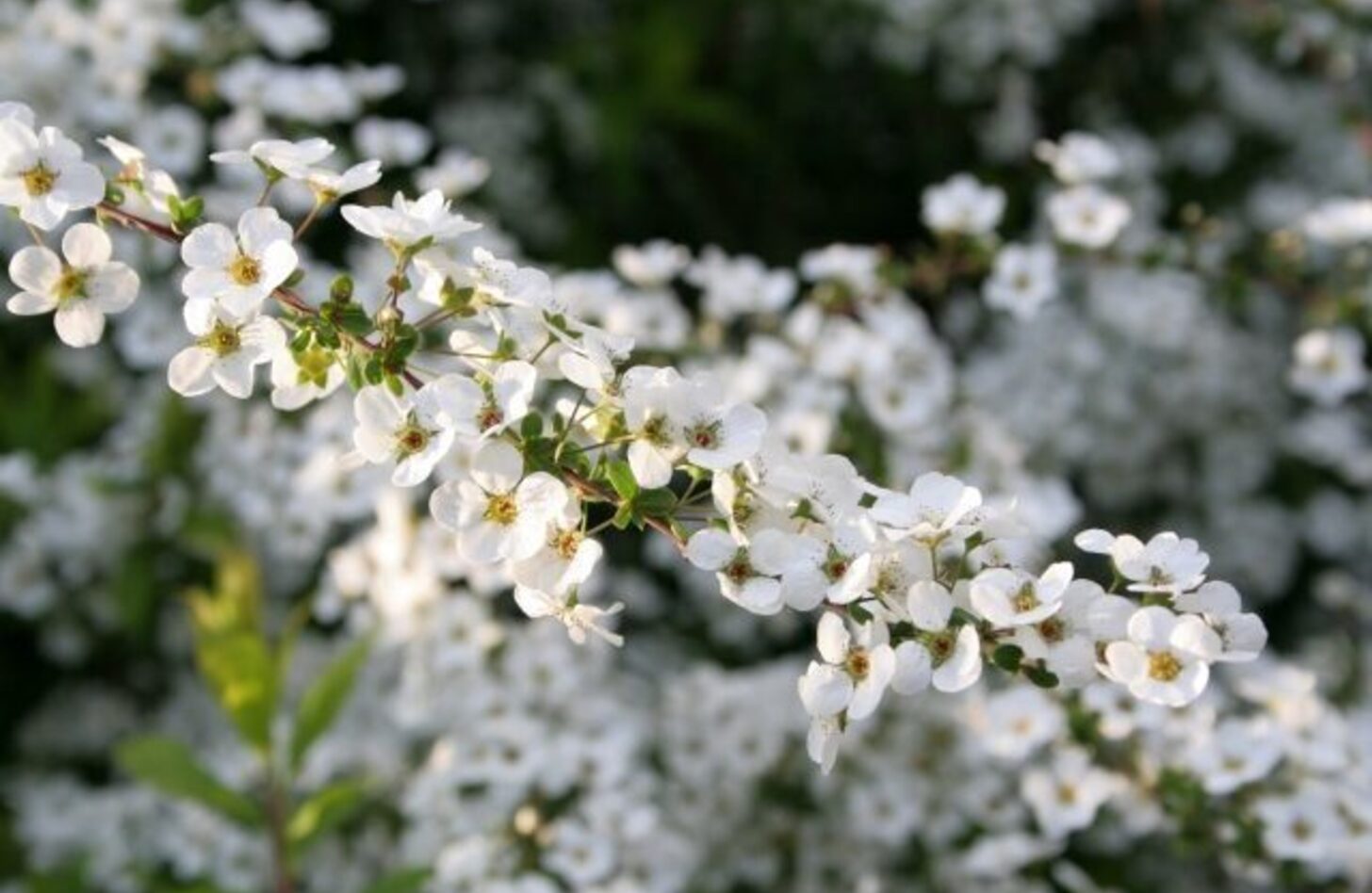 ユキヤナギ 花言葉