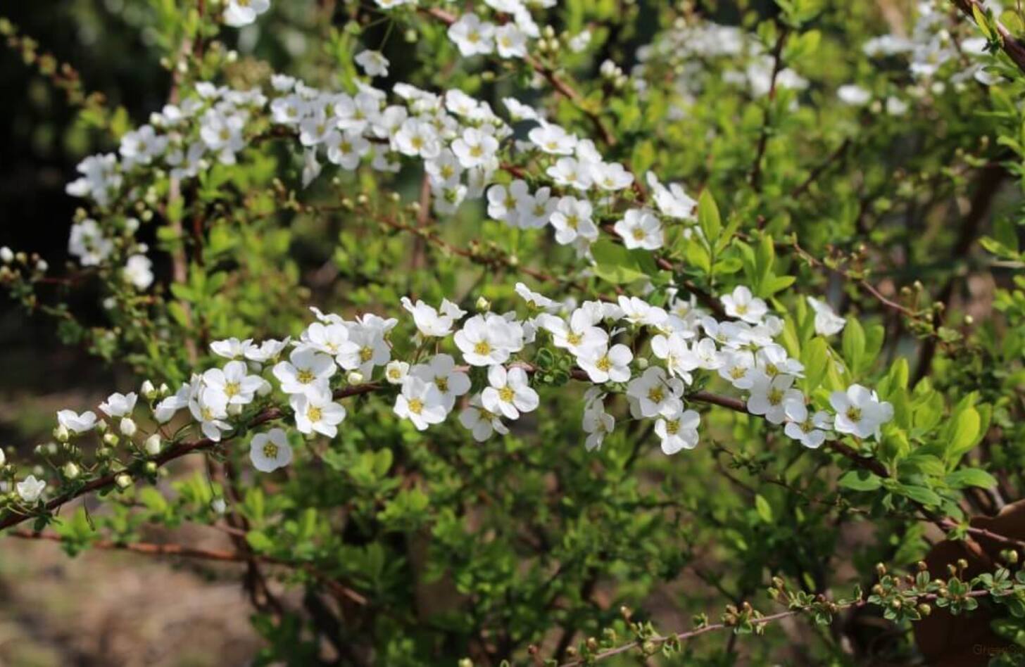 ユキヤナギ 花言葉