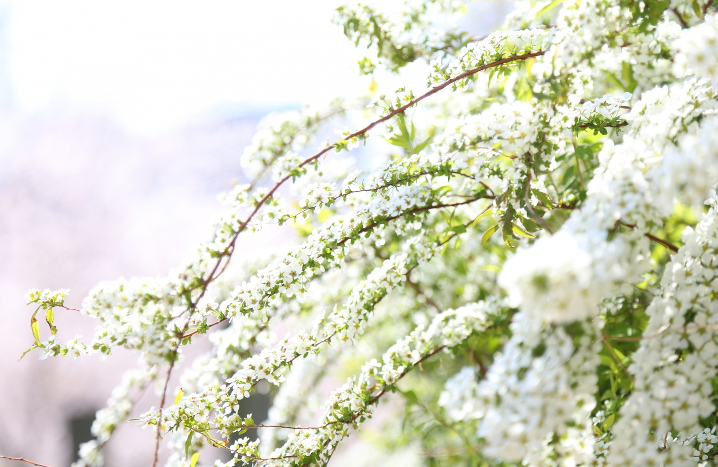 ユキヤナギ 花言葉