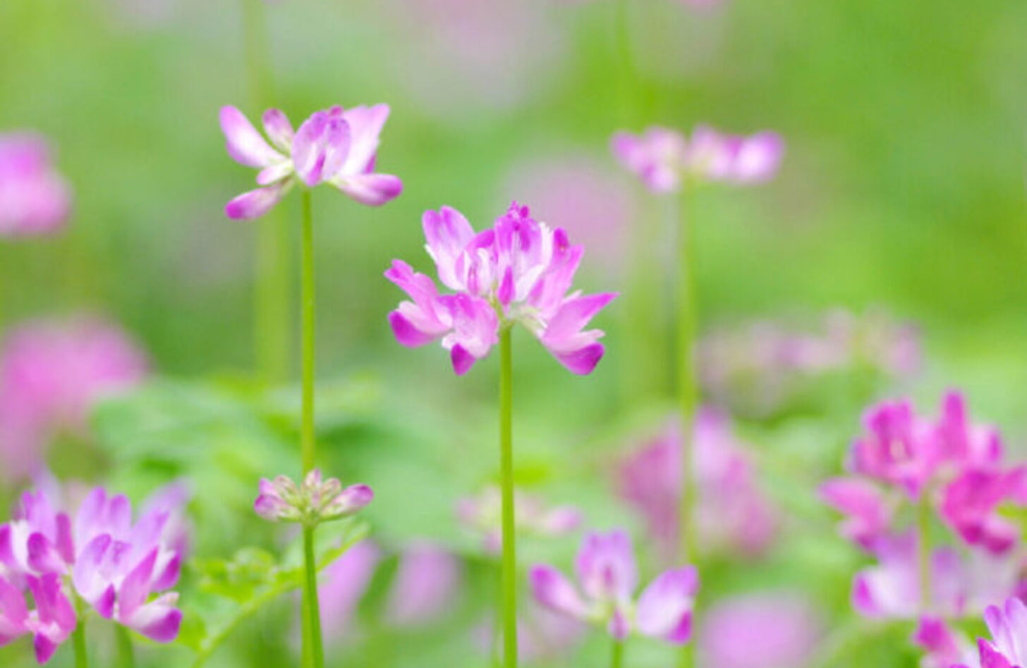 レンゲソウ 花