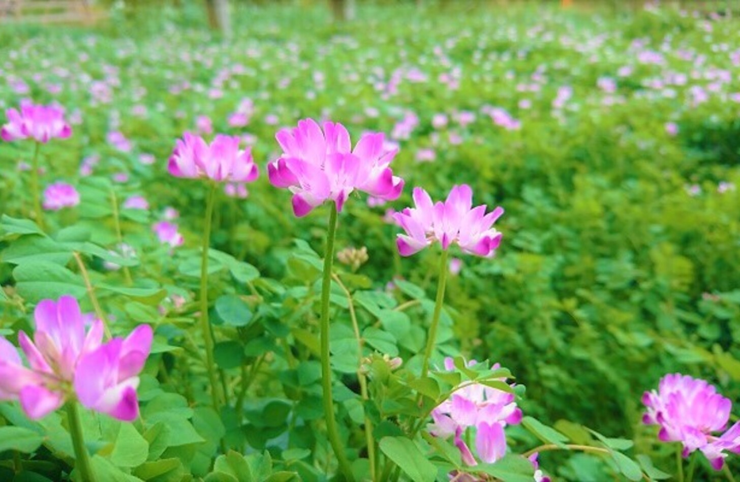 レンゲソウ 花