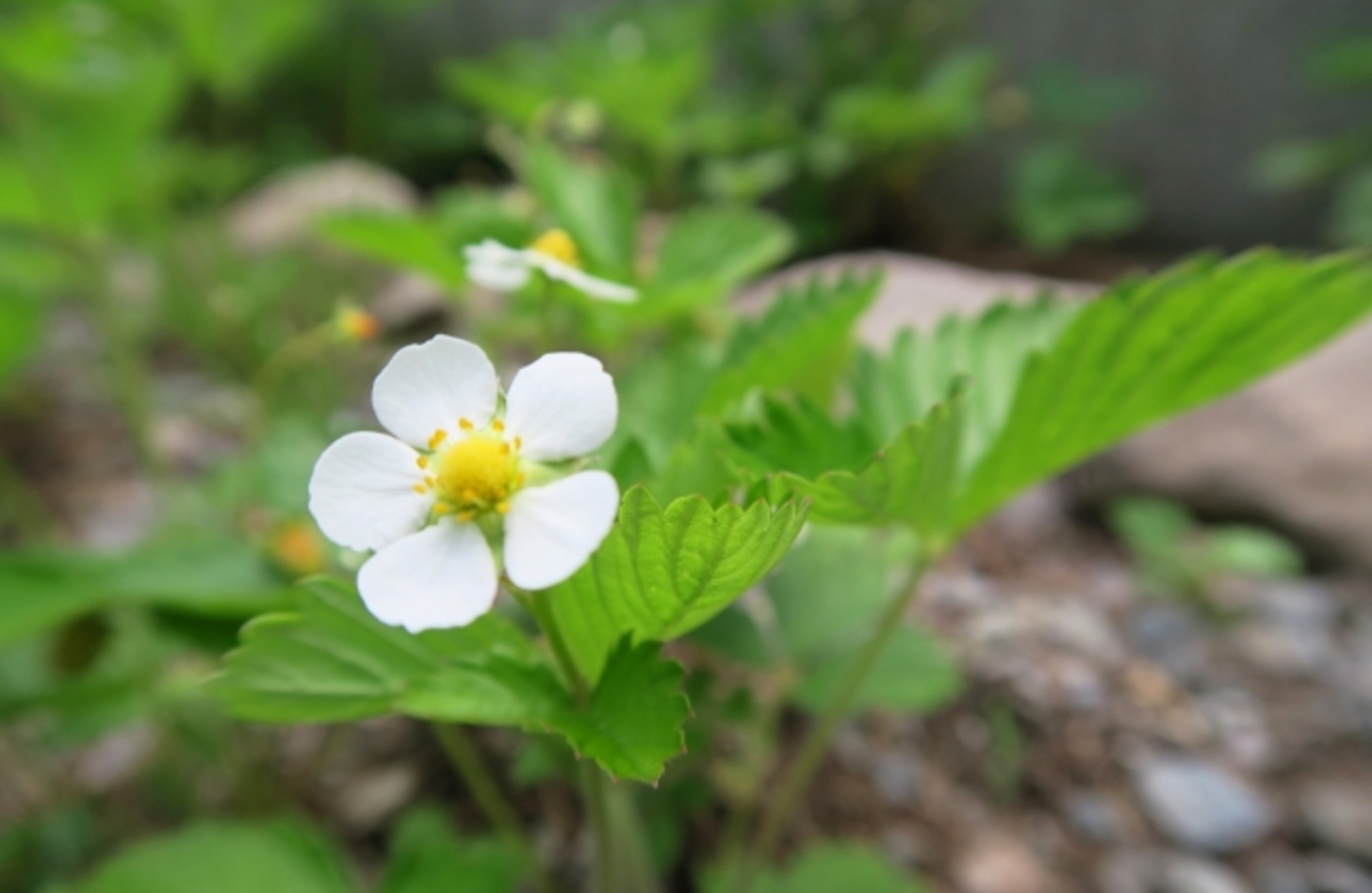 ワイルドストロベリー 花