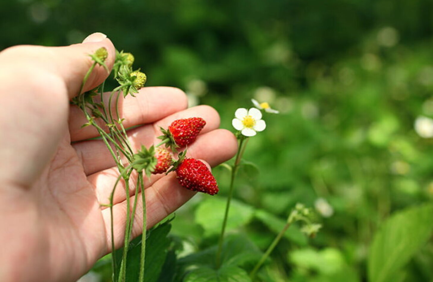 ワイルドストロベリー 花