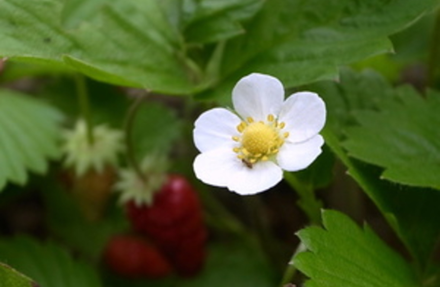 ワイルドストロベリー 花