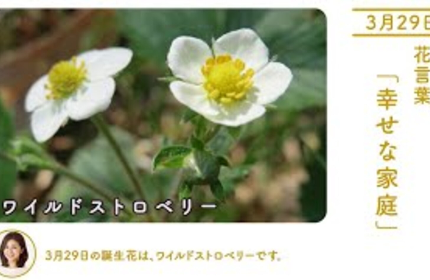 ワイルドストロベリー 誕生花