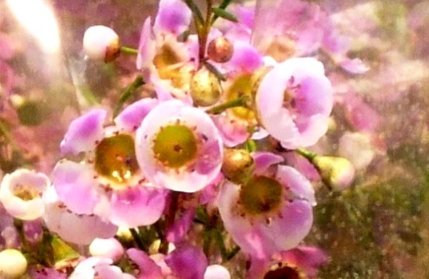 ワックスフラワー 誕生花