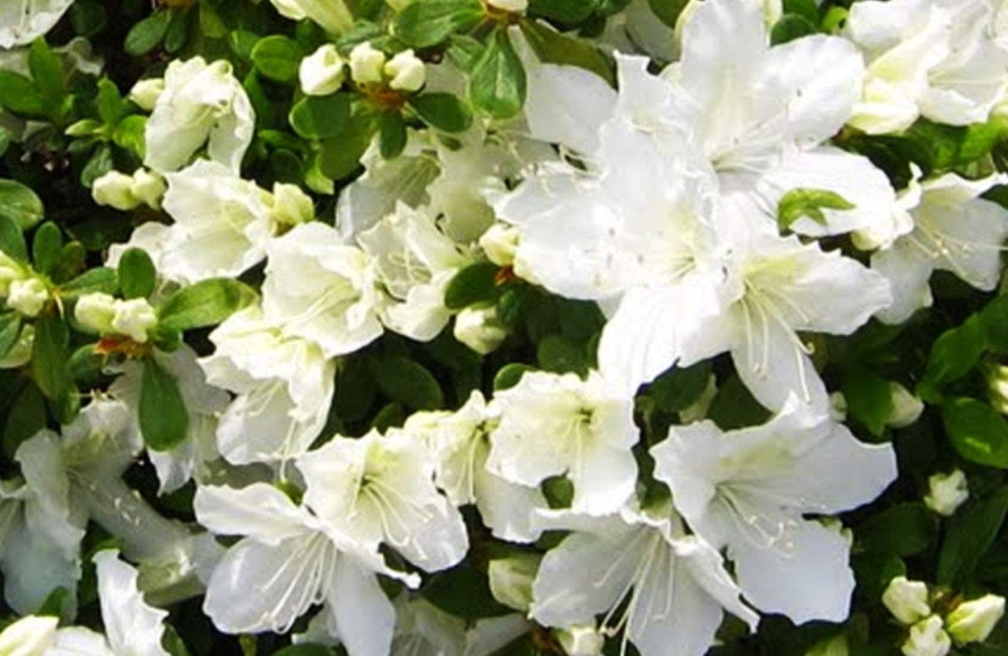 白アザレア 誕生花
