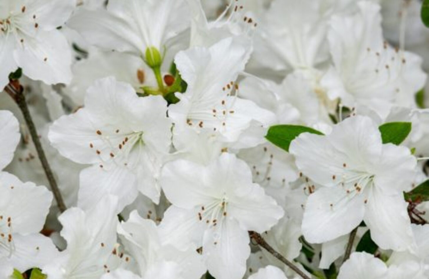 白アザレア 誕生花