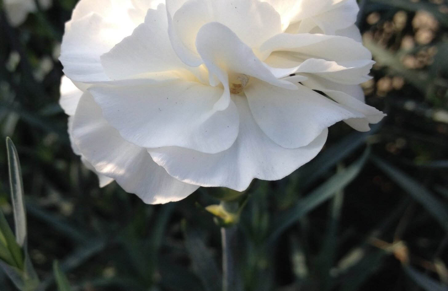 白カーネーション 誕生花