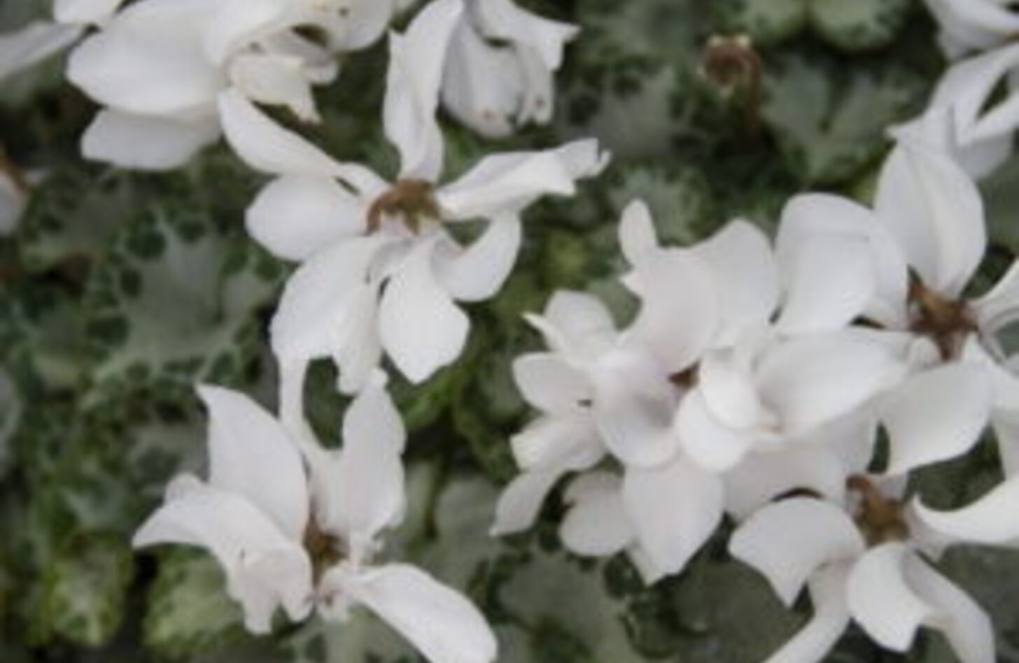 白シンビジウム 誕生花
