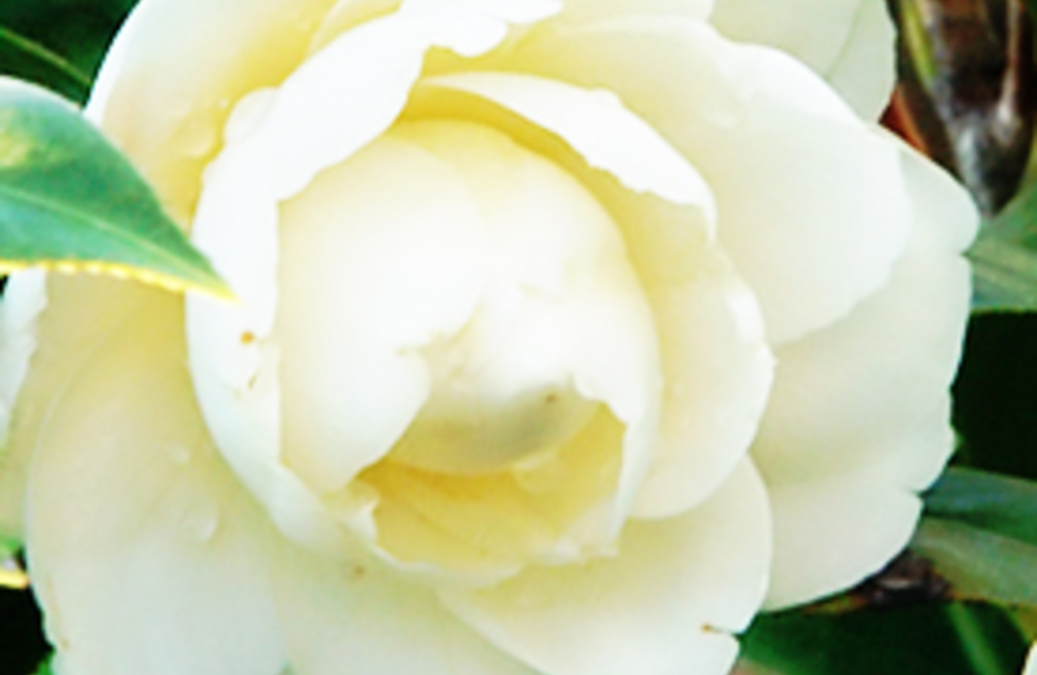 白ツバキ 誕生花