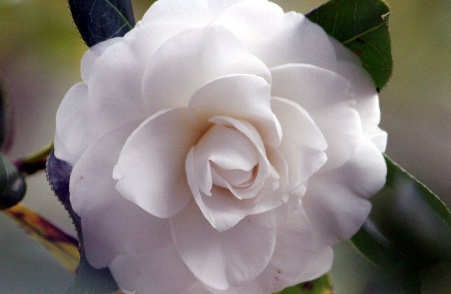 白ツバキ 誕生花