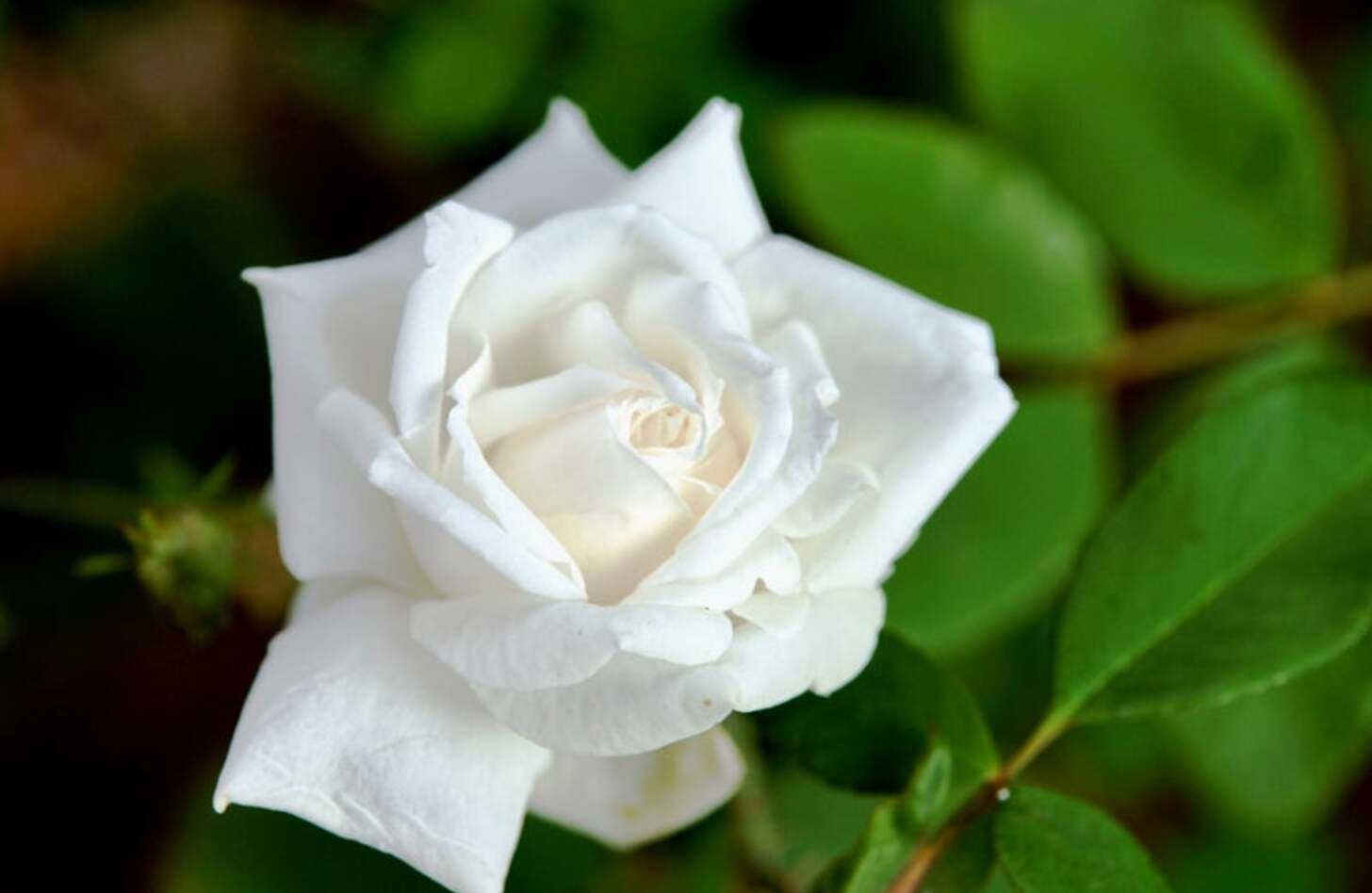 白バラ 誕生花