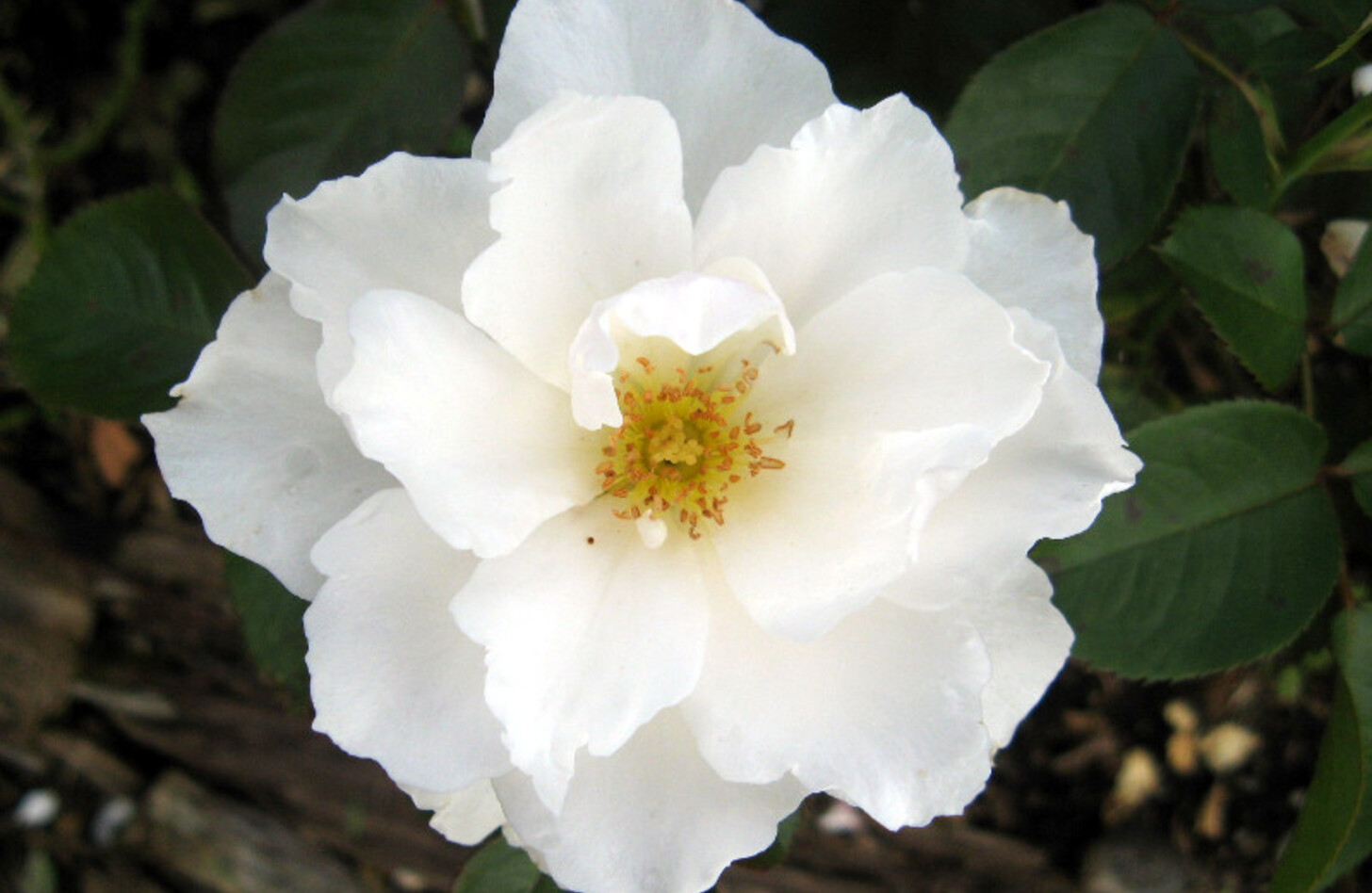 白バラ 誕生花