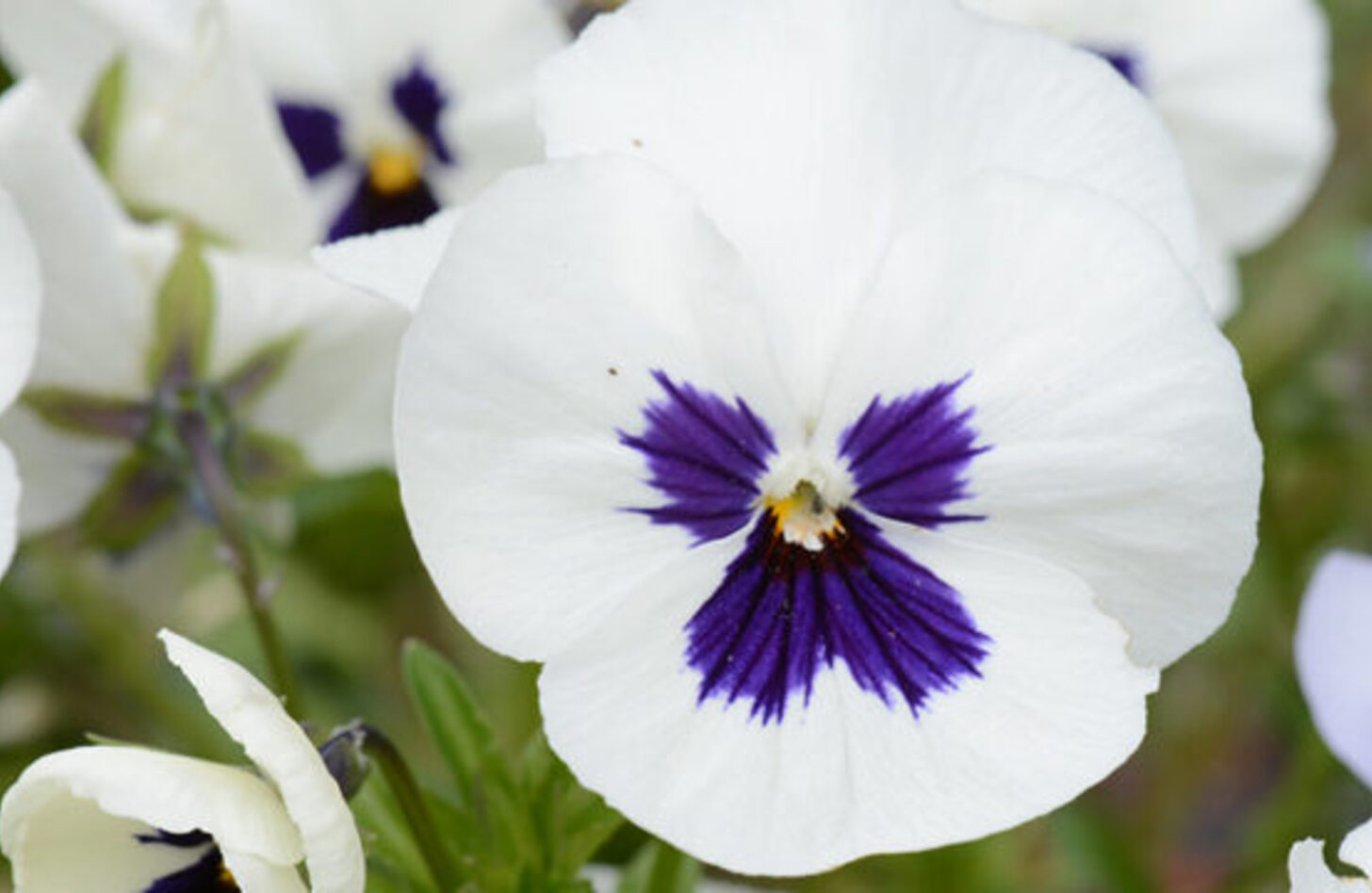 白ビオラ 誕生花
