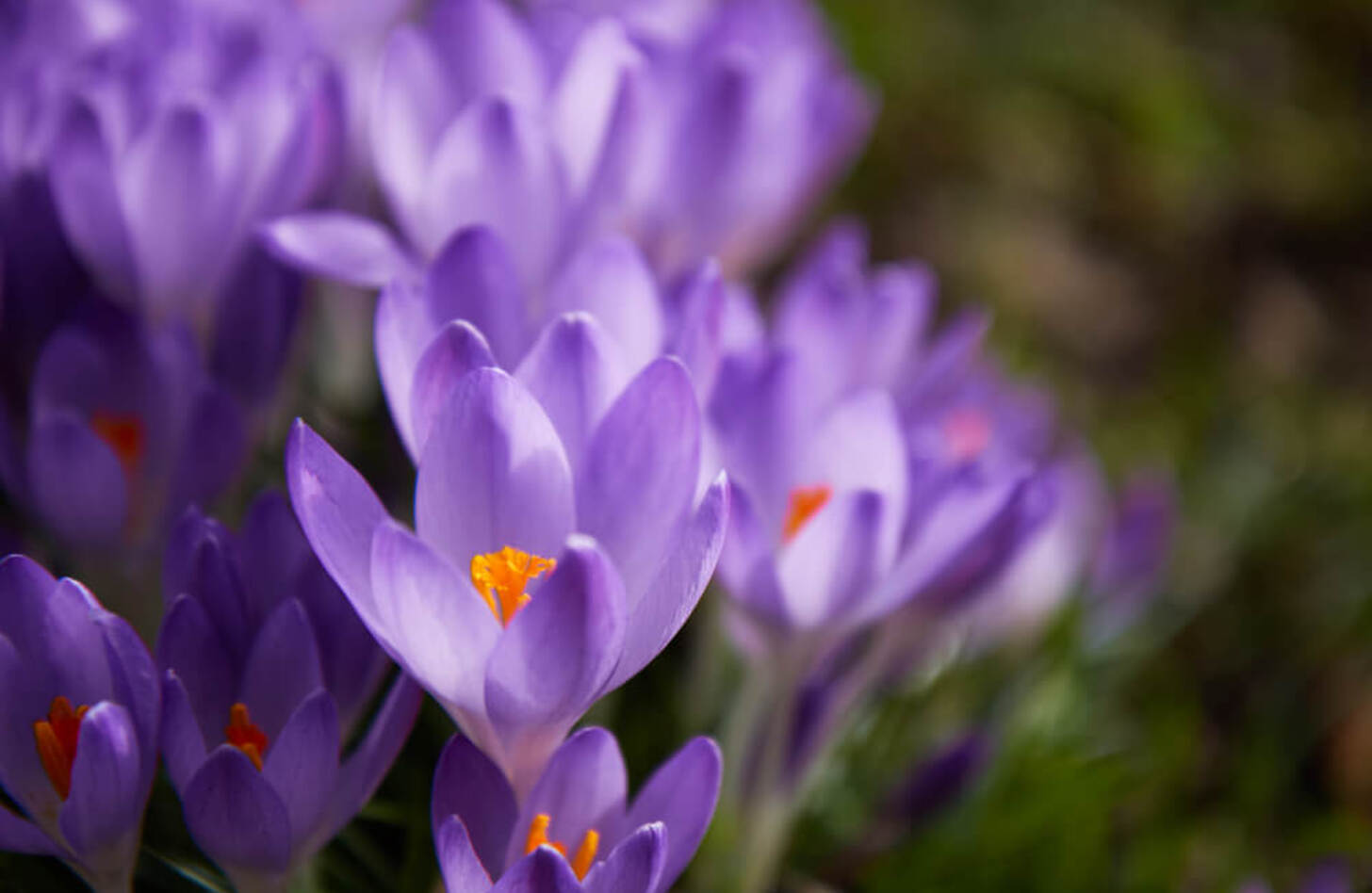 紫クロッカス 誕生花