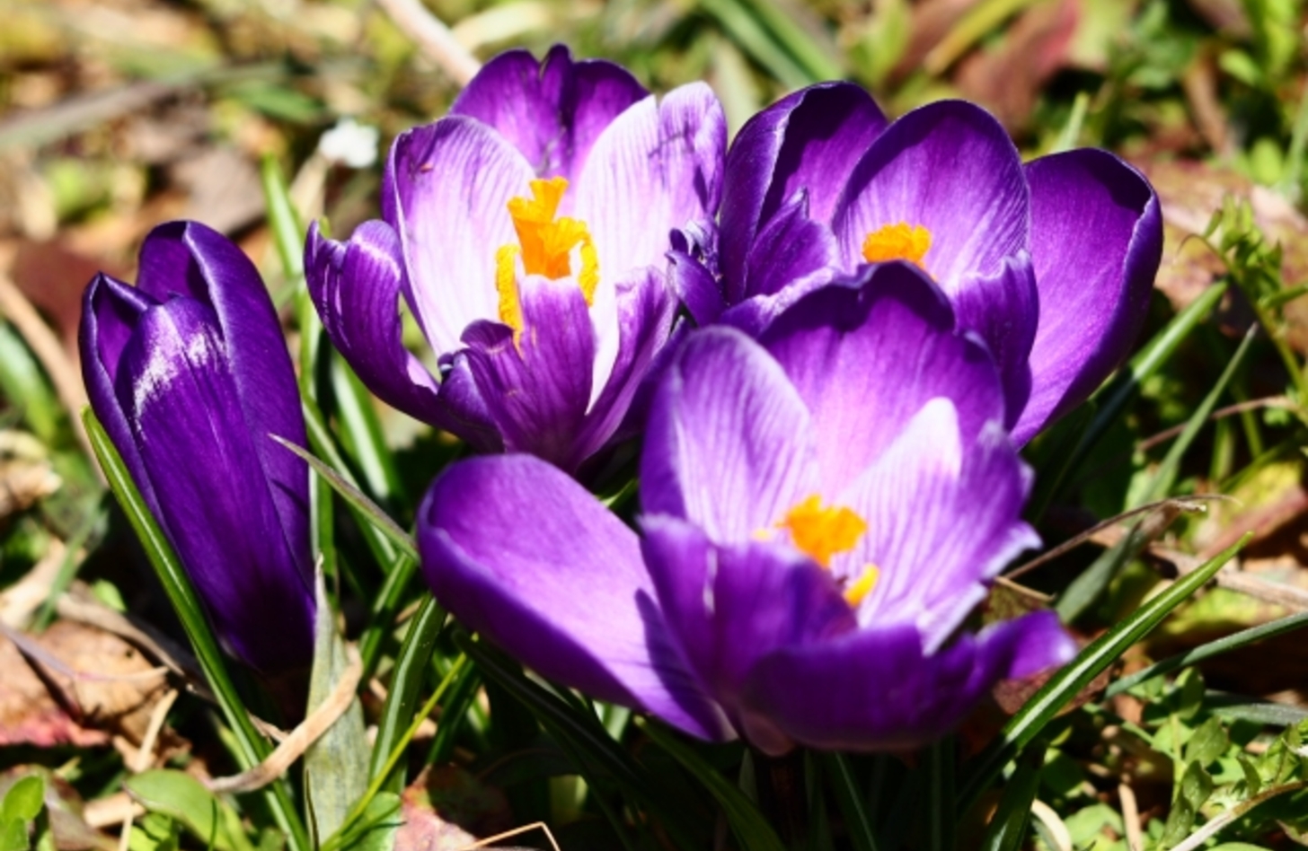 紫クロッカス 誕生花