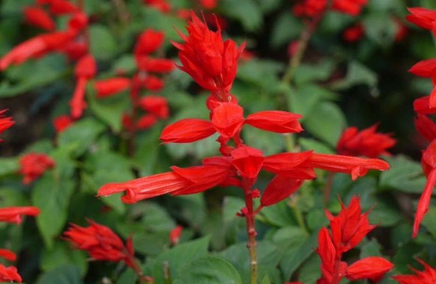赤サルビア 誕生花
