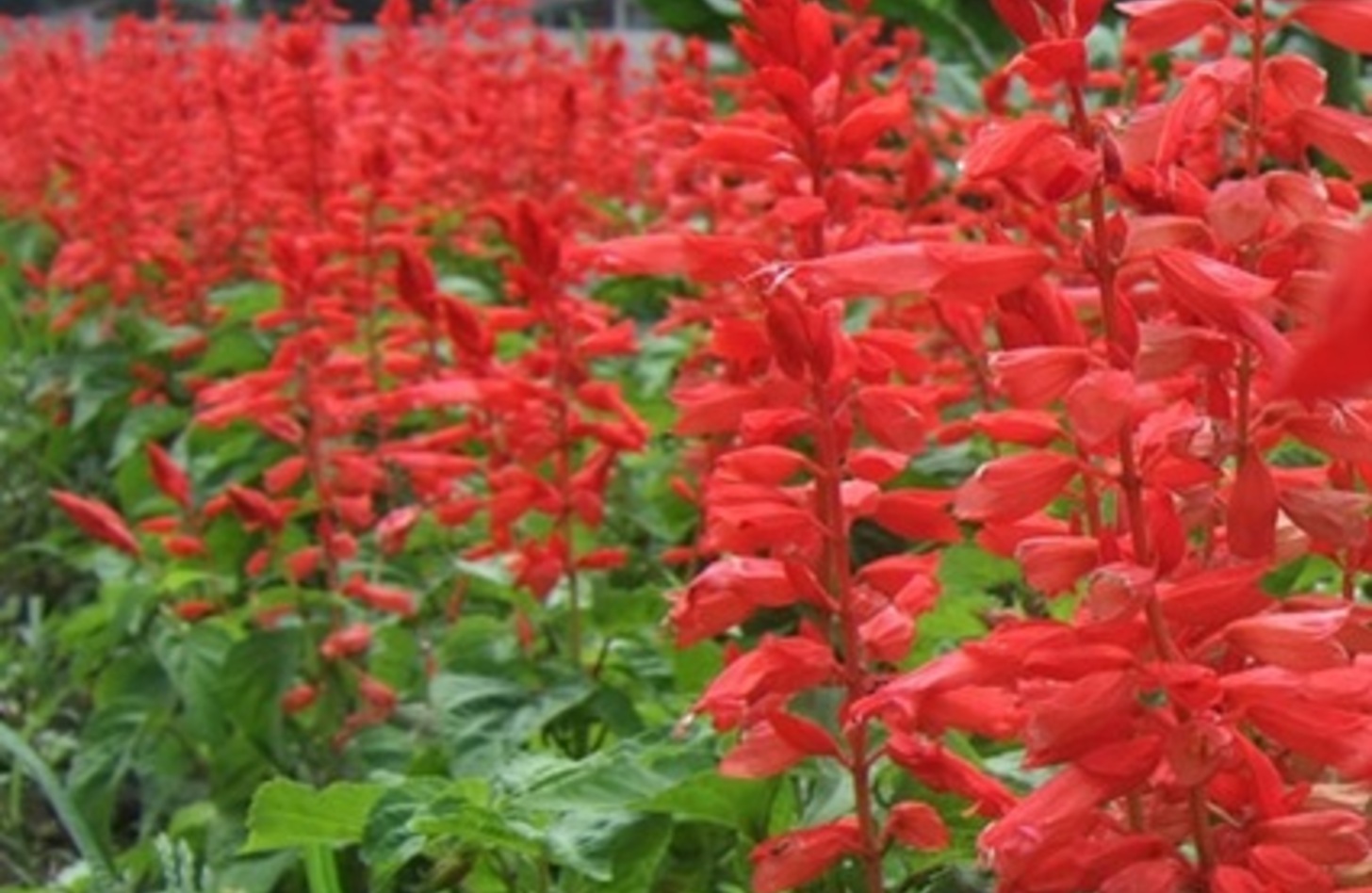赤サルビア 誕生花